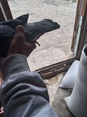 Boz rəngli göyərçin - Növ: ev göyərçini (boz/göy çalarlarında) - — 3