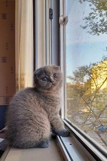 bərə çəkən: Şotland yastı qulaq — 2