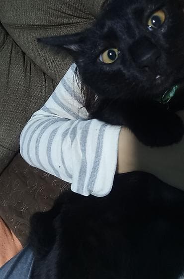 sirin pisik sekilleri: Erkək, Cütləşmə üçün — 5