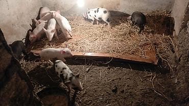 iri it cinsi: Məhsul: Balalıq donuzlar (xoruzlu-naqişli və ağ rənglərdə) Təsvir: - — 2