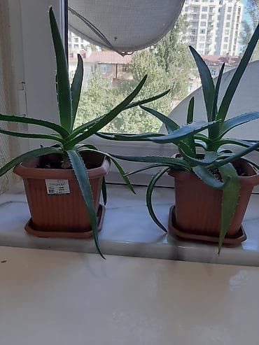 etirsah bitkisi: Aloe vera (sukulent) otaq bitkisi - Növ: Aloe vera (Aloe barbadensis) — 1