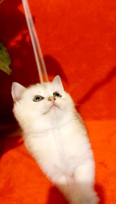 pişik südü: Britan, Erkək, Yaxşı əllərə, Ünvandan götürmə — 5