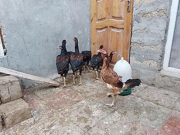 ev itleri satisi: Toyuq cücələri, Damazlıq — 1