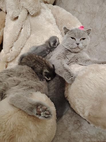 dovşan balaları: Şotland — 10