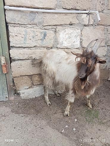 alabay sekilleri: Boz-qəhvəyi rəngli, uzun buynuzlu yerli keçi - Cins: yerli (mix) - — 8