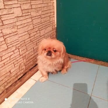 pulsuz heyvanlar verilir: Pekines — 4