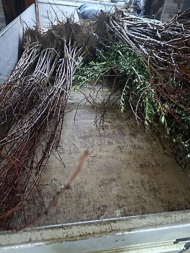 dem caynik: Dəmir pəncərə barmaqlıqları - Material: möhkəm metal/dəmir — 2