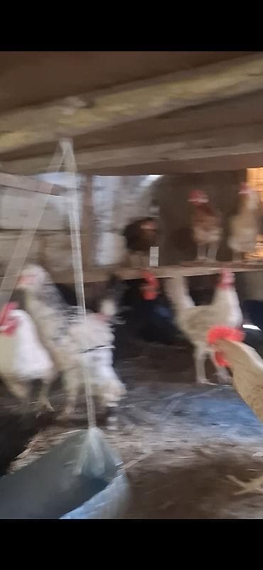 lalafo. az qoyunlarin satisi: Temiz avstrolop beceleri satilir 8 9 ayliq heyvanardi yerim dardi — 7