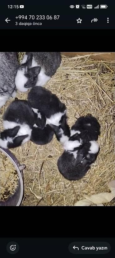 ordek bala: Unvan Sulutəpə
Say 7 ədəd
Tam saglam 14-15gunluk balalar — 5