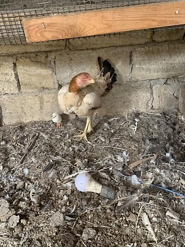 xas: Xüsusi rənglərlə göz oxşayan ev toyuğu xoruzu - Növ: xoruс (ev — 5