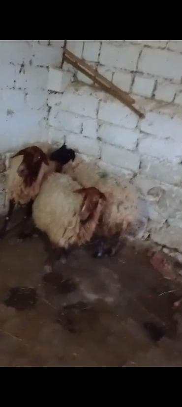 at satisi: 3 dənə qoyun 1100 manata real alıcıya endirim olacaq istəyən olsa — 1