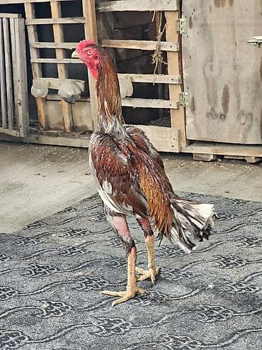 karpat ana arı: Xoruz, Heyratı, il: 1, Ünvandan götürmə — 2
