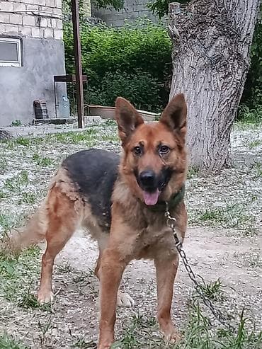 coban iti satışı: Alman çoban iti, 10 ay, Dişi — 3
