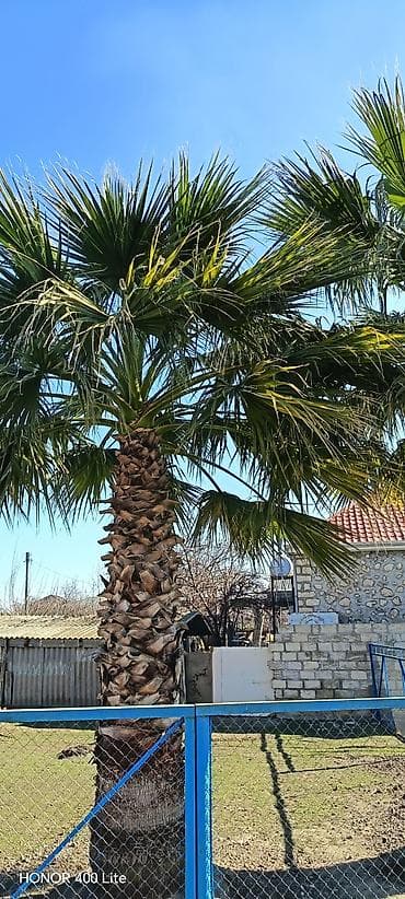 Məhsul: Dekorativ palma ağacı (fan-palması, Washingtonia tipli) — 1