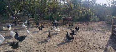 simmental inək satılır: Məhsul: müxtəlif növ ev göyərçinləri Təsvir: - Rənglər: ağ, qara — 2