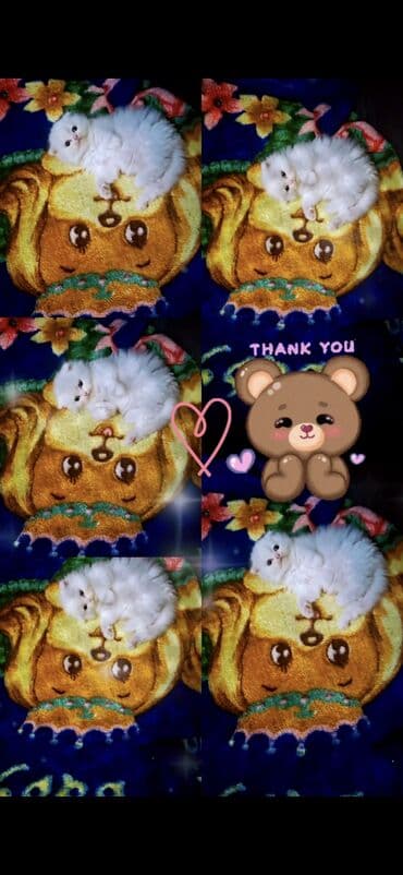 maykonq pişik: Şinşilla, Dişi — 8