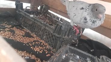 Salam Qardaslar belə əbrəs Satılır Səkildə pis düsüb Son qiyməti 17