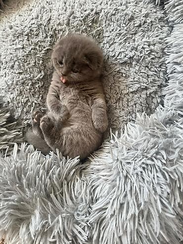 Şotland yastı qulaq, Yaxşı əllərə