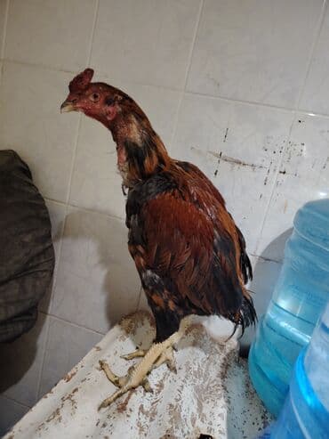 afçarka balası satışı: Salam heyrati xoruzu satilir cavan heyvandi tuleydedi üz almır başı — 2