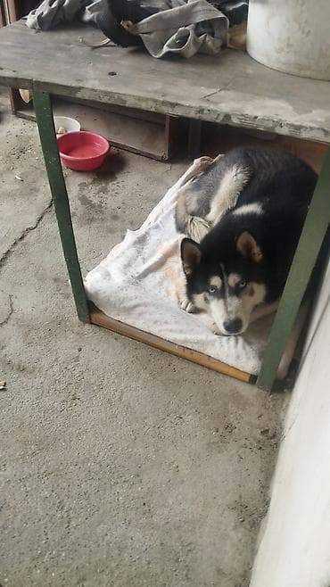 itler 2020: Xaski, 1 il, Erkek, Ünvandan götürmə — 1