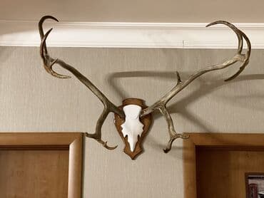 monqolustan quzu əti: Maral buynuzu, оленьи рога — 3