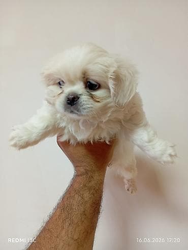 spitz it: Pekines — 6