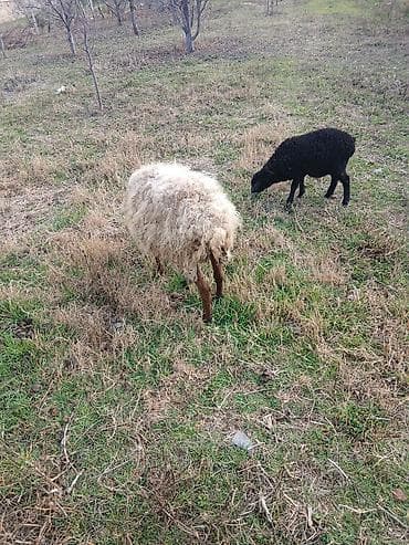 yuxuda qaz gormek: Çox təciLi satıLır Satışda: Qoyun və quzu - Növ: yerli qoyun - Say — 3