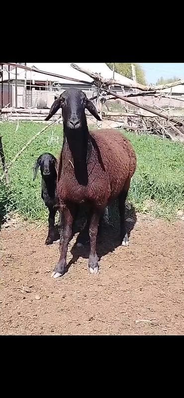 brama cucə satışı: Qoyun və quzu dəsti - Cins: ehtimalən qaragül/yerli ətlik tip — 6