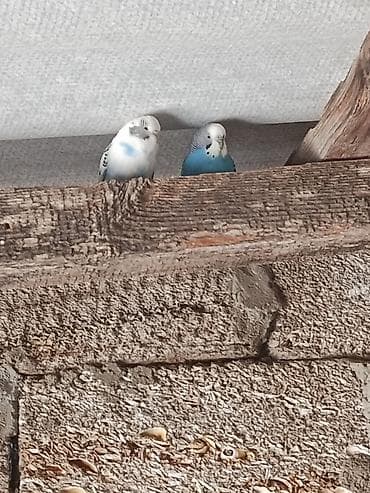 quslar satisi: Hazır 2 erkey papuqay satılır qızğn quşlardı isdiyen vpa yaza biler — 1