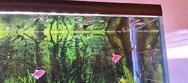 Balıqlar: Quppi, Sülhsevər, Ünvandan götürmə — 3