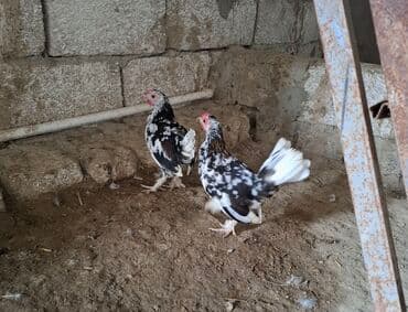 Dekorativ cücələr – qara-ağ xallı rəngdə, qısa boylu, quyruğu dik və