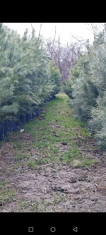 peredok 07 sekilleri: Məhsul: Eldar Şamı (torbada köklü) Təsvir: - Uzun iynəyarpaqlı, sıx — 3