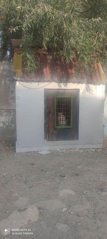 it yuvasi satilir: Quşxana Satlır — 2