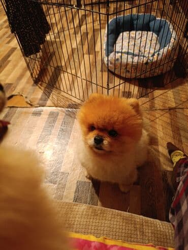 боо цена: Шпиц, 3 месяца, Самец — 3