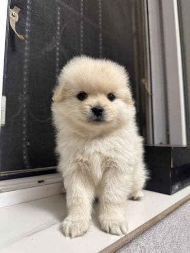 померанский шпиц цена: Шпиц, 1 месяц, Самец — 8