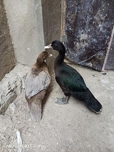 ev quş: 2 ay yarımlıq cins lal ördəklər satılır biri zümrüd biri fındıq rəng — 4