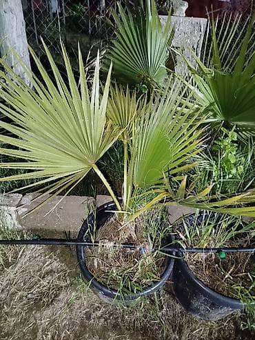 limon sam agaci: Washington (sortu) olan palma növü satılır. yaxşı baxılır vaxtlı — 2