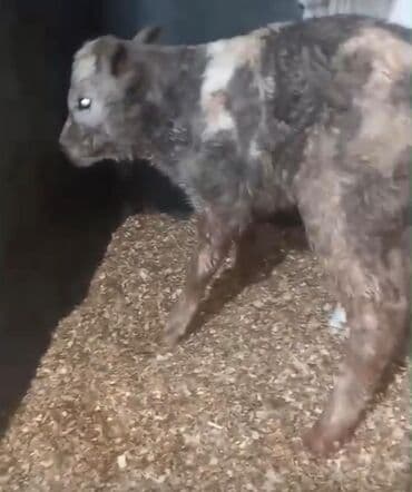 Hinduşka: Simmental inek Bugün dogub 3 cu qarina 18-22 litr sudu olub 2 ci — 2