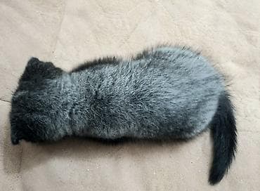 pisi: Şotland yastı qulaq — 2