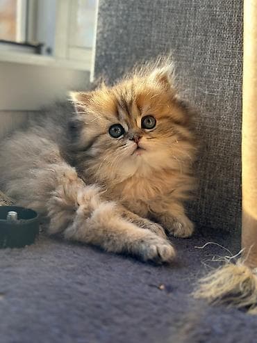 benqal pişik: Şirin, uzun tüklü balaca pişik balası - Cins: ehtimalən — 5