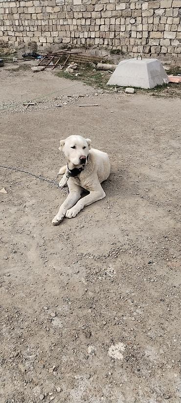 itlərin sekisi: Alabay, 2 il, Erkek — 8