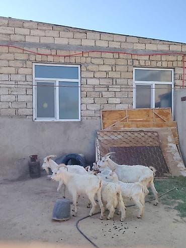 heyvan mal: Erkək, il: 1, 70 kq, Damazlıq, Pulsuz çatdırılma — 4