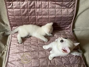 Pişiklər: Şinşilla, Erkək, Dişi, Ünvandan götürmə, Pulsuz çatdırılma — 4