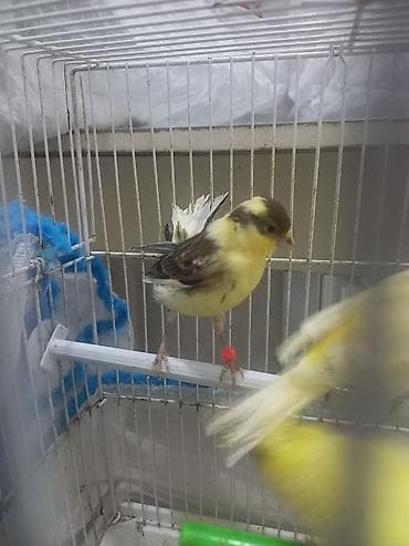 Sarı-qara rəng çalarlarına malik kanareyalar - Rəng: limon sarısı, ağ