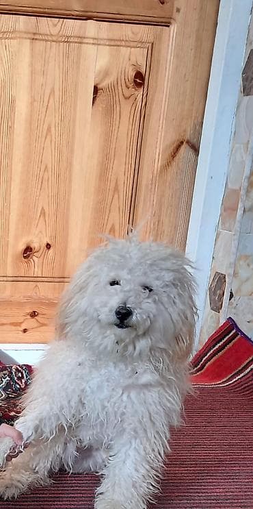 it balaca: Pudel, 1 il, Erkek, Peyvəndli, Ödənişli çatdırılma — 4