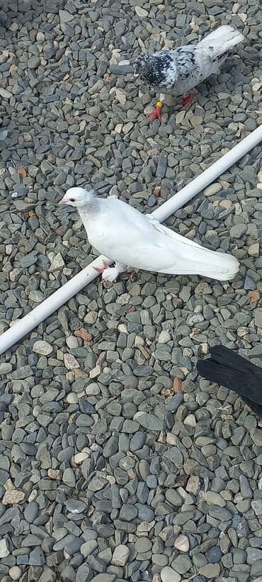 göyercin yuvası: Məhsul: Qüvvətli uçuş və baxımlı görünüşə malik ev göyərçinləri — 12