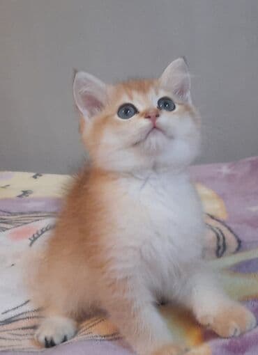 Britan, Dişi, Ünvandan götürmə