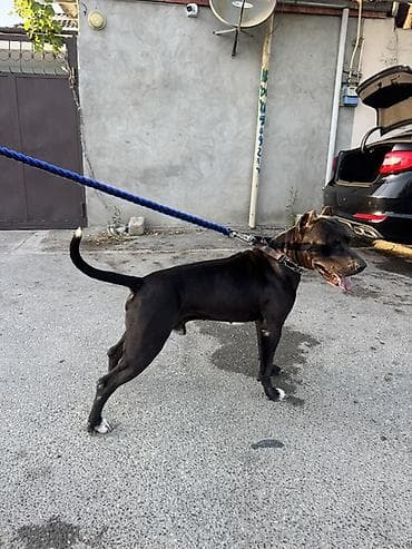 pitbullar: Pitbul, 2 il, Erkek, Cütləşmə üçün — 2