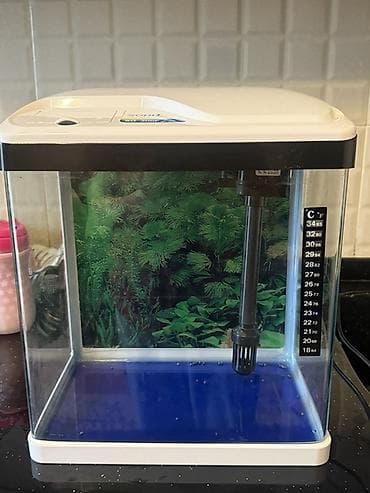 Kompakt akvarium dəsti - Şəffaf divarlı, kvadrat formalı akvarium