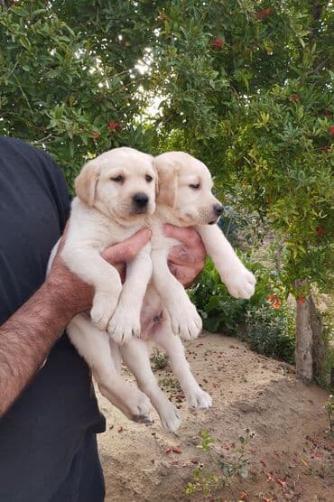 лабрадор: Labrador-retriver, 2 ay, Dişi, Peyvəndli, Ünvandan götürmə — 9